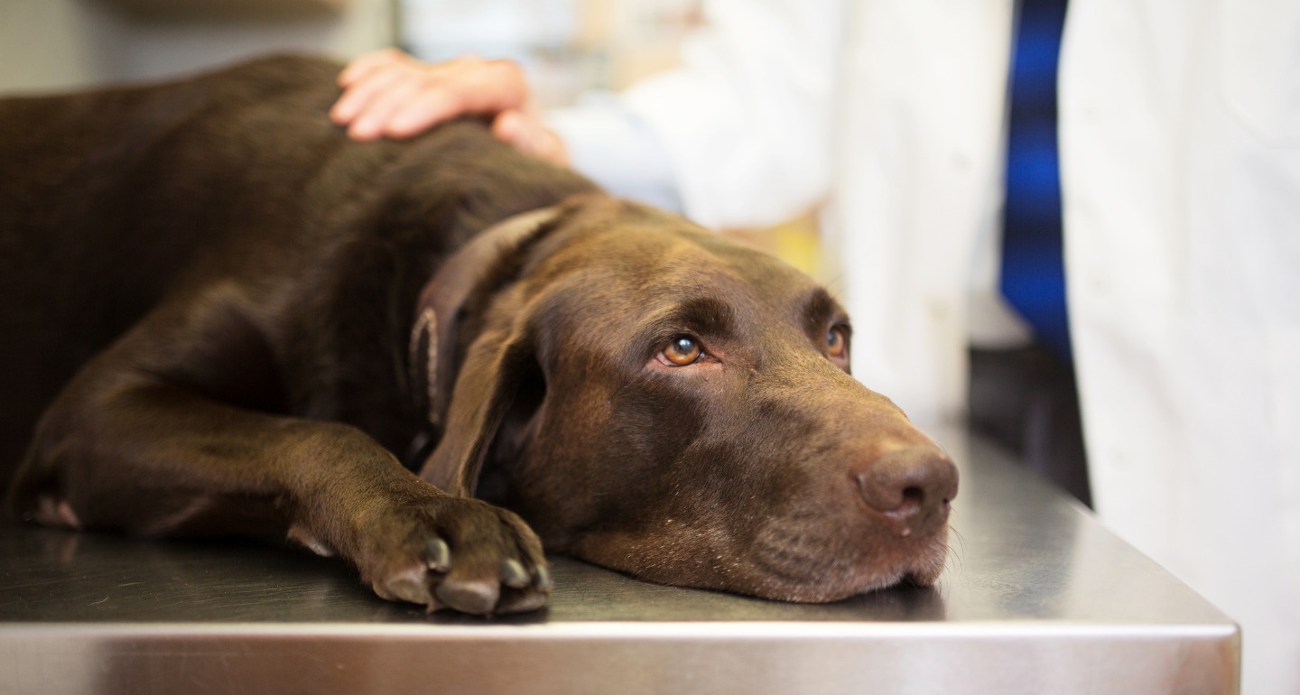 Making the Most of Your Vet Appointment