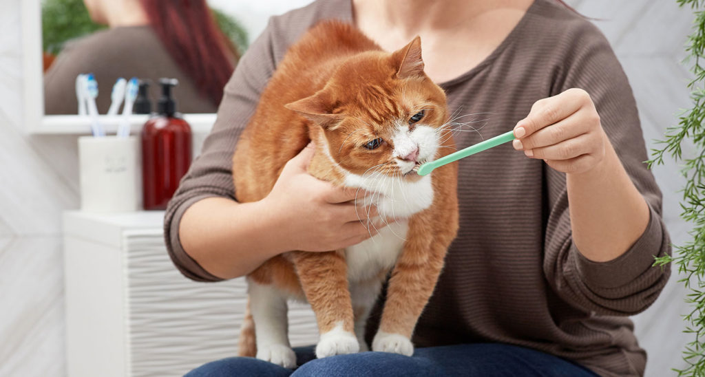 AtHome Cat Teeth Cleaning How to Brush Cats’ Teeth