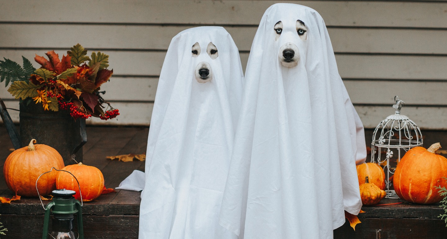 10 DIY Dog Costumes That Are So Easy to Make It's Scary