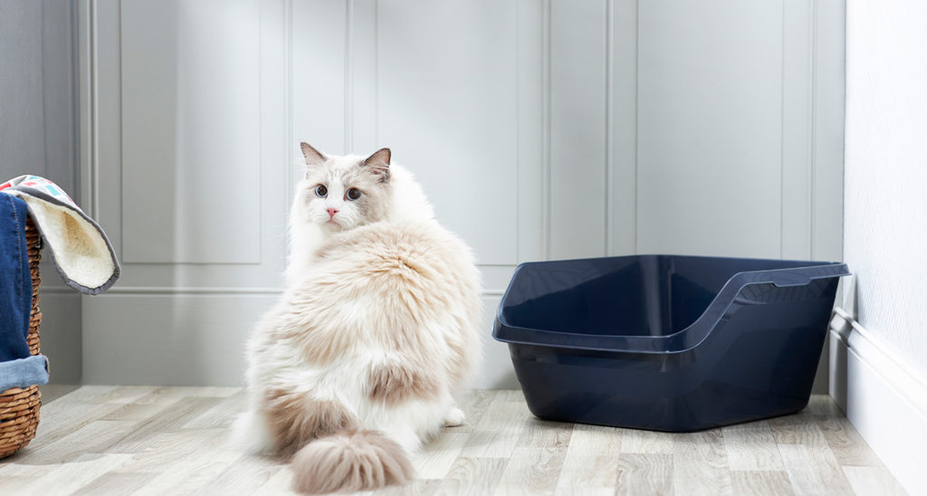 Cat Not Using the Litter Box? Here’s Why (And What You Can Do)