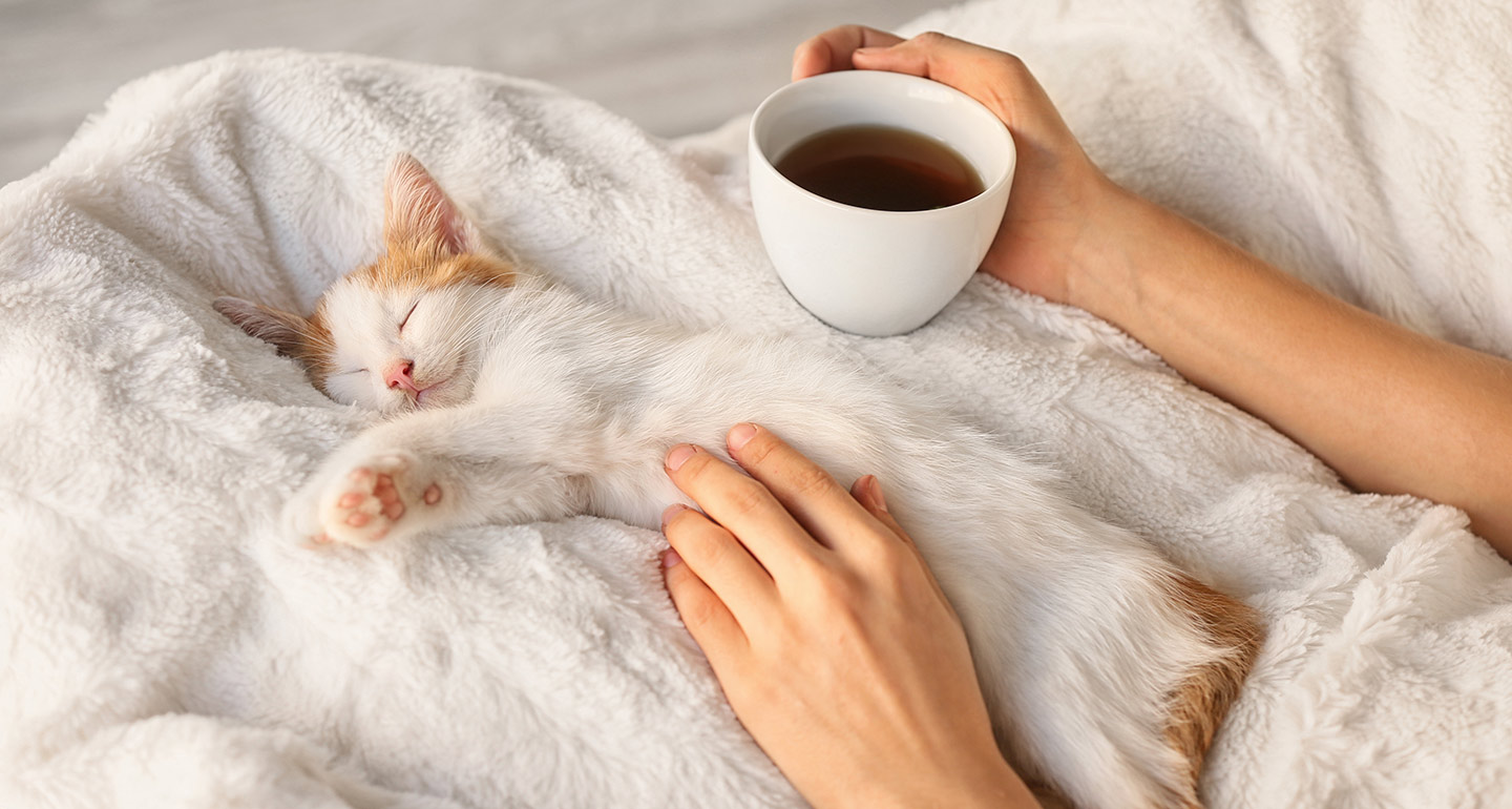 Your Cat s Sleep Schedule How To Get A Cat To Sleep At Night