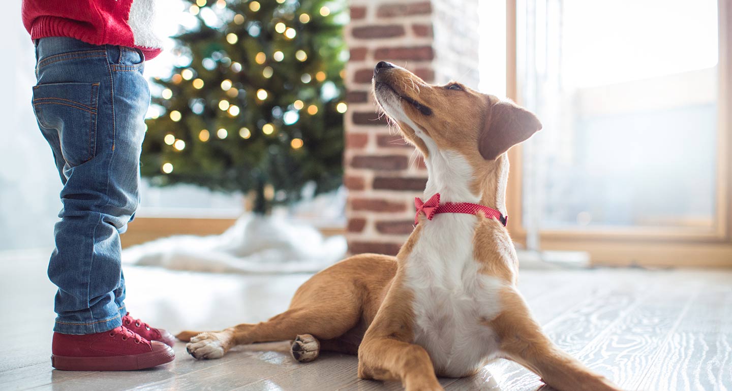 puppy's first Christmas