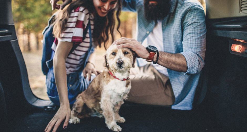 emotional support dog amtrak