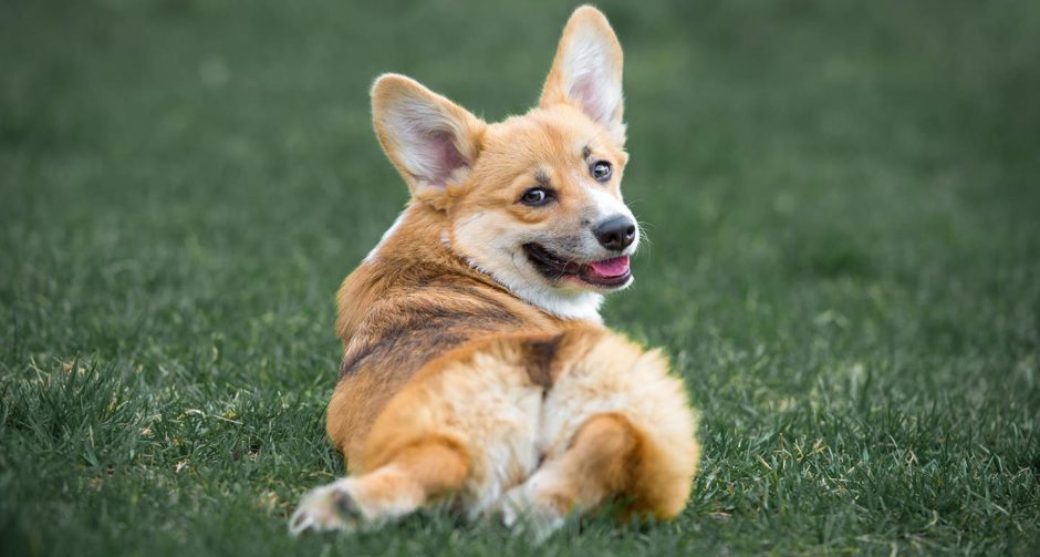 famous corgis on instagram