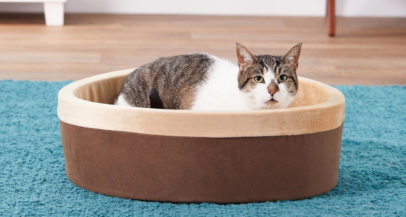 5 Orthopedic Pet Beds to Help Ease Arthritis In Cats