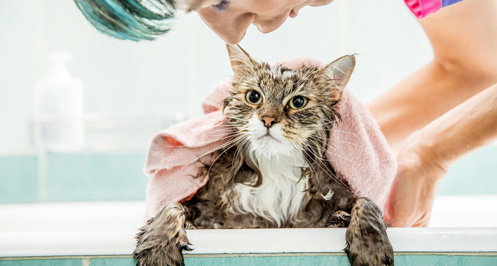 The 8 Best Rated Flea Shampoo for Cats BeChewy
