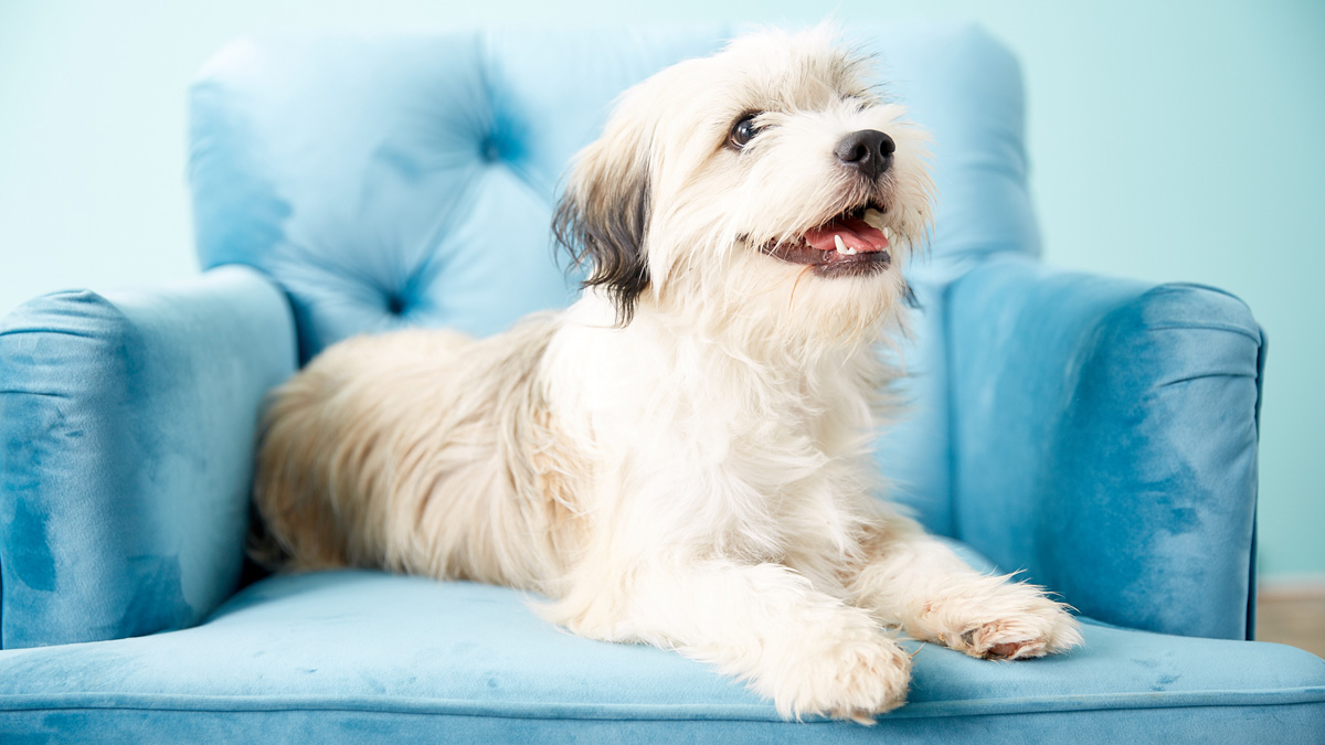 Probiotics for Dogs Uses, Benefits and Ingredients Pet Central by Chewy