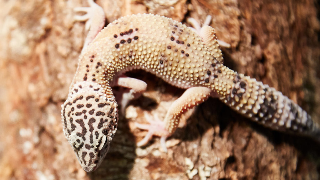 Choosing The Best Pet Lizard 3 Types of Geckos