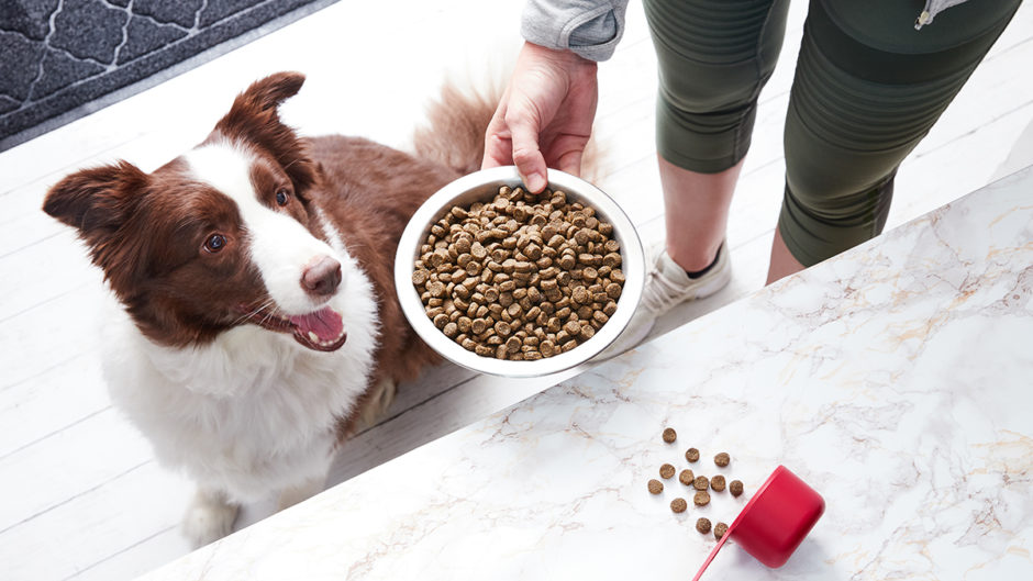 Choosing The Best Dog Food For Sensitive Stomach Issues Pet Central 