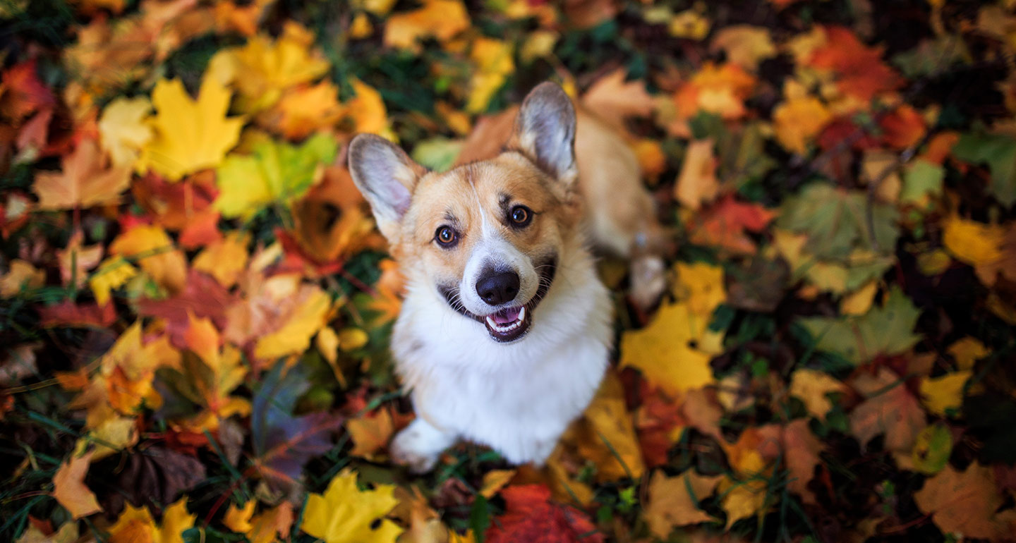 75 Fall Pet Names Seasonal Inspiration For Dog Names Cat Names And More