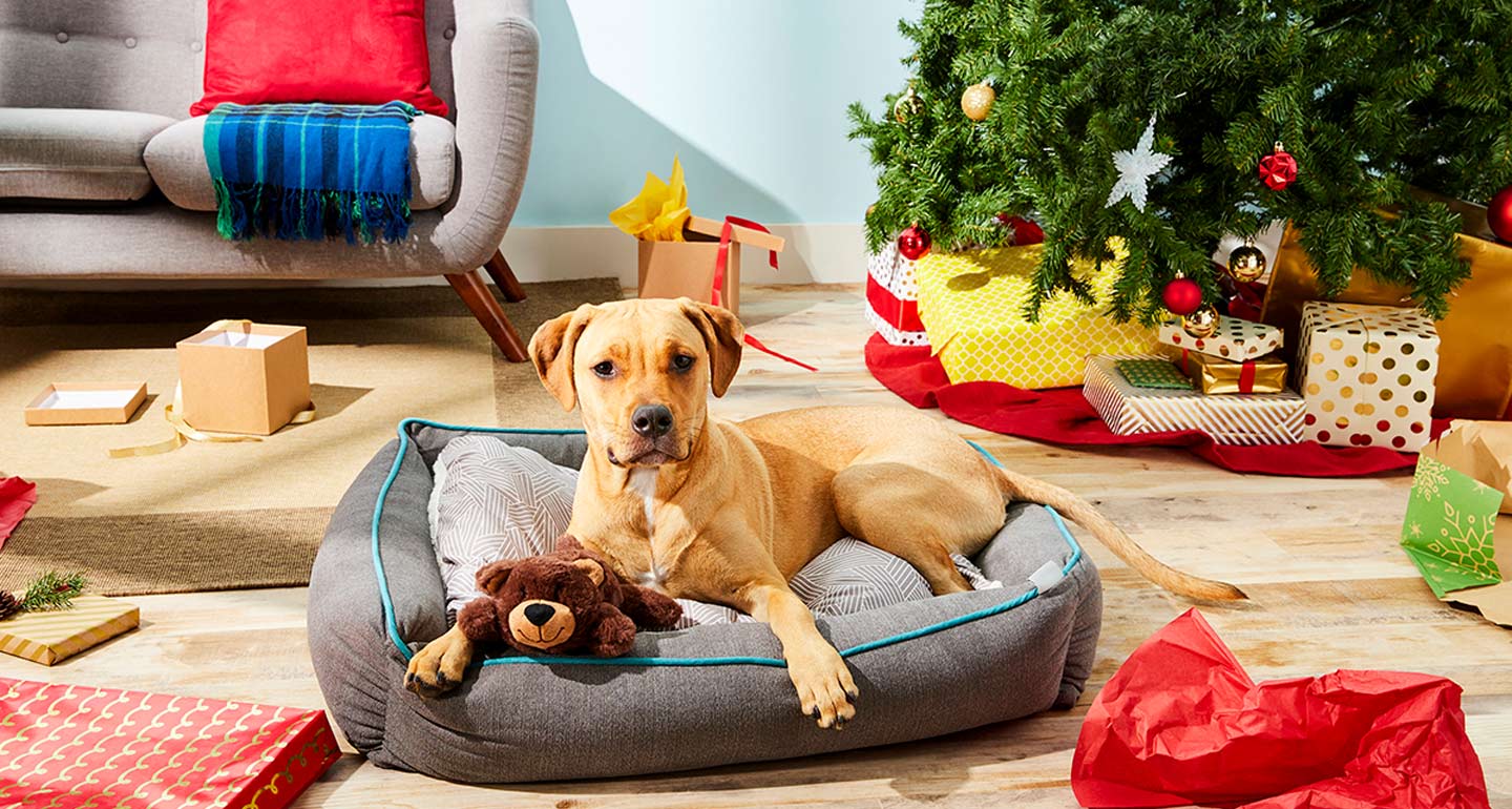 Pet Wish List 9 Gifts Your Dog Wants
