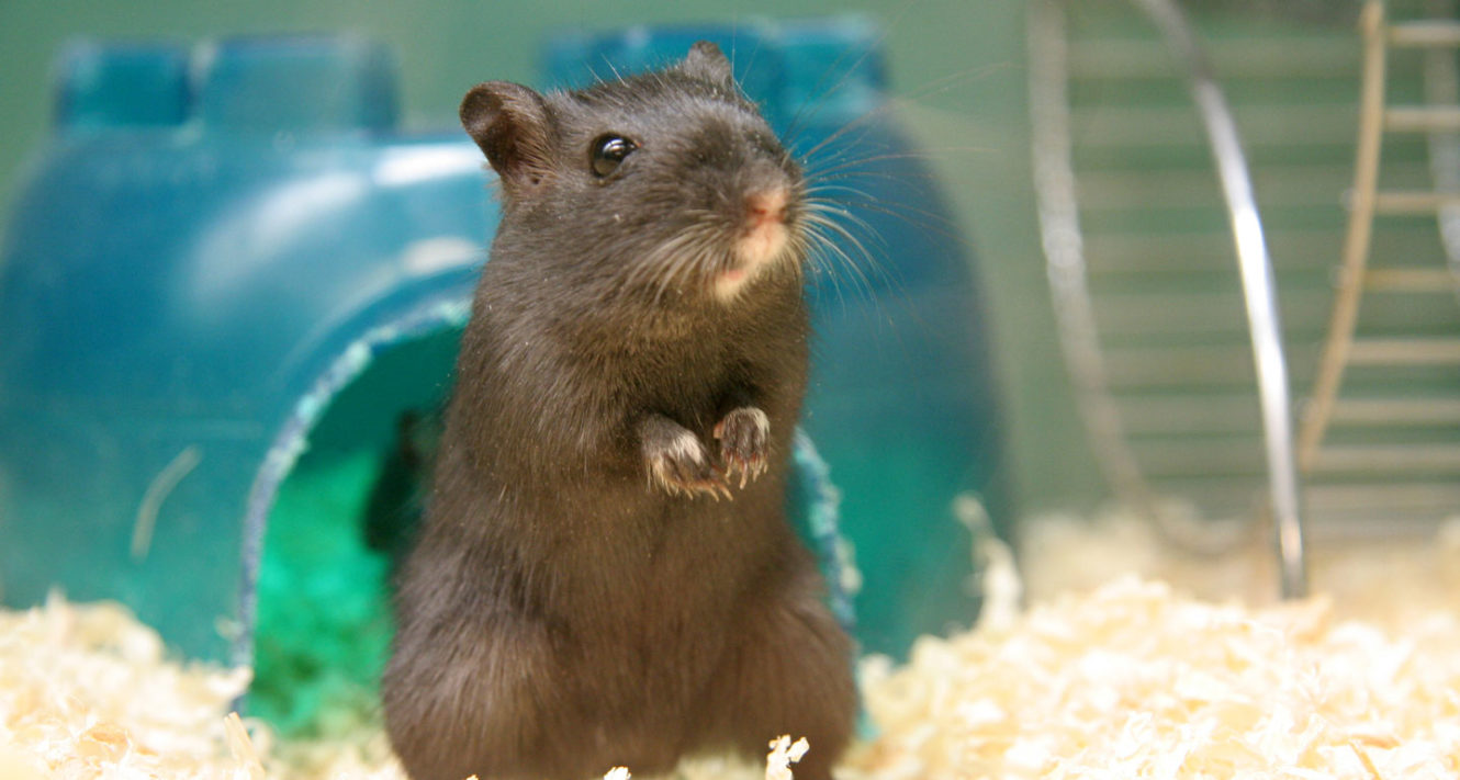 Gerbil Cages How to Set Up the Best Gerbil Habitat for Your Pet