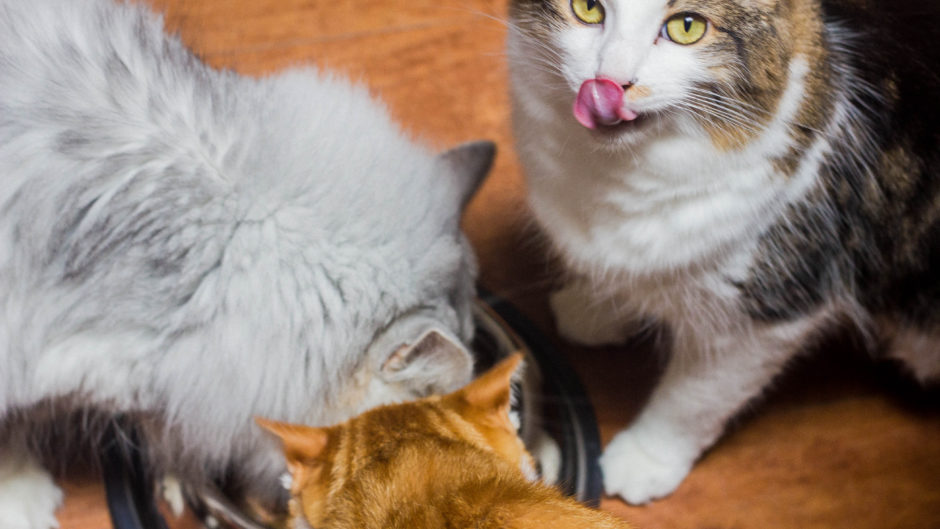 5 Best Cat Foods for a MultiCat Household