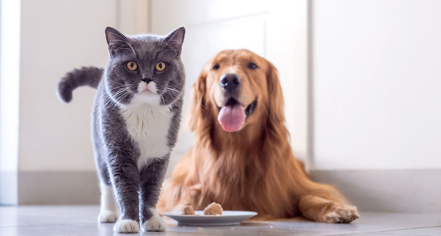 pet prescription food