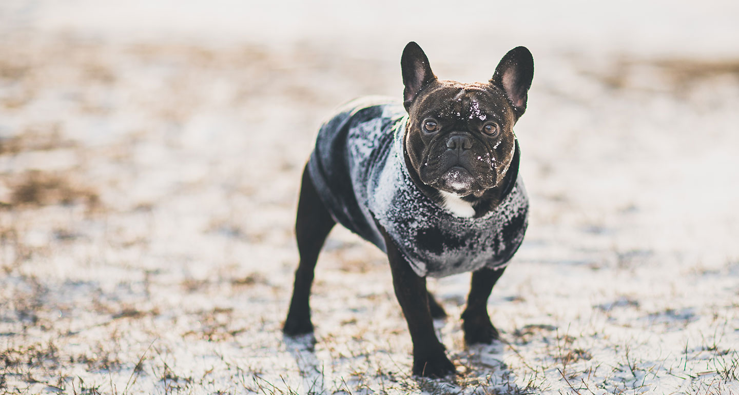 Keeping dogs warm in the winter