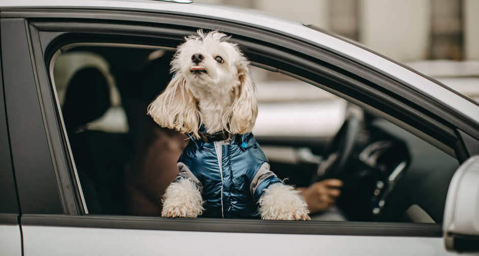 Traveling with Dogs 10 Dogs Who Are Ready to Hit the Road