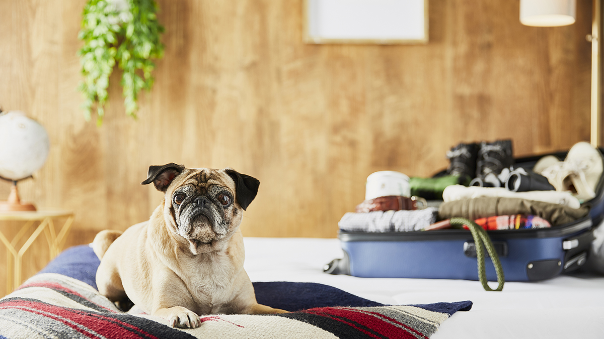 DogFriendly Cabin Getaways Planning 3 Weekend Trips with My Pup