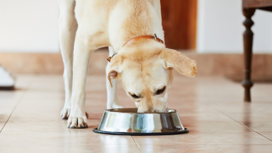 Could Your Dog Benefit From a HighProtein Dog Food?