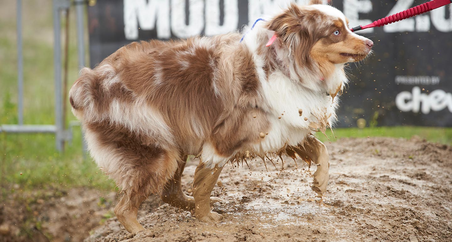 what to expect at ruff mudder