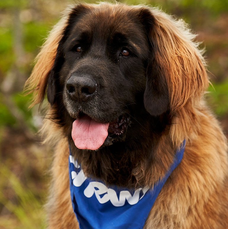 Sassy-ruff-mudder