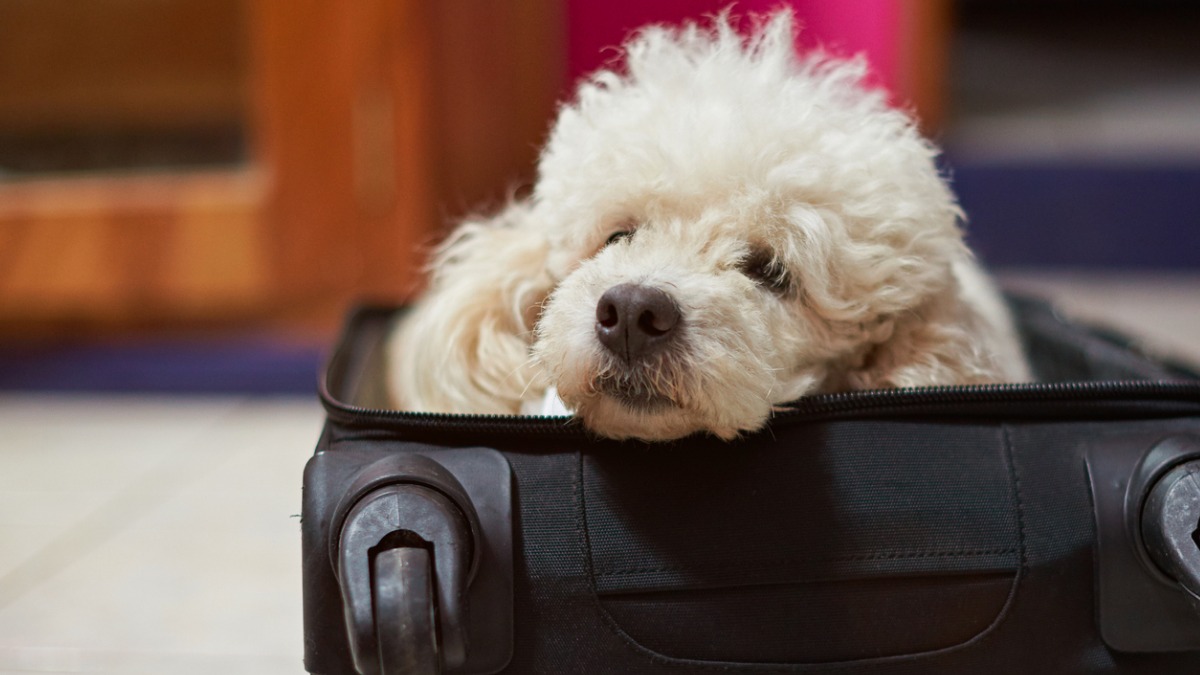 Pet Rehoming A StepByStep Guide for Success