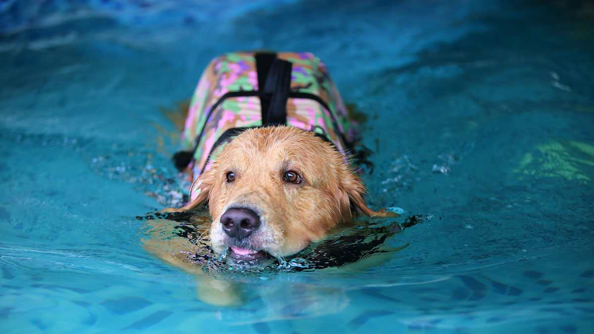fatty acid therapy for dogs