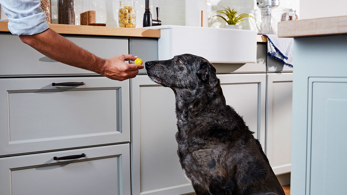 homemade cat pill pockets