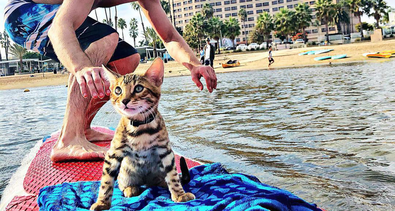 Surfing Cat Maverick Catches Waves and the Attention