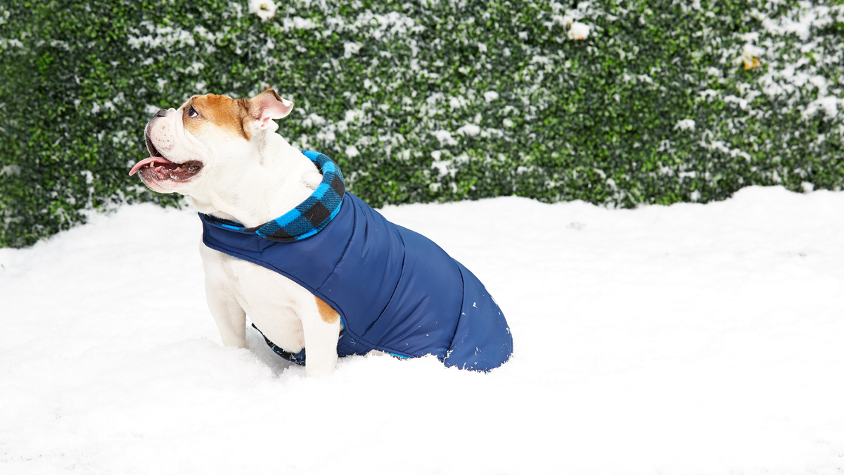 Winter Safety Tips to Keep Your Outdoor Pet Warm