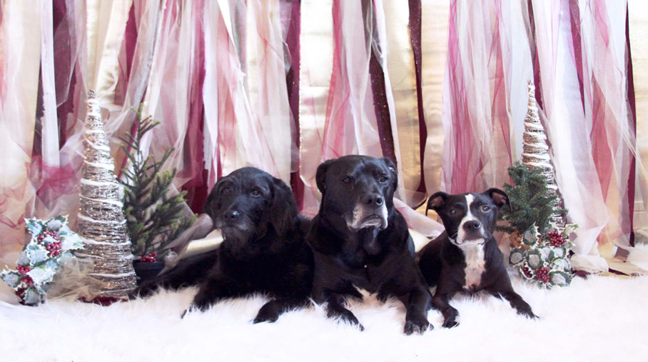 A Guide to Christmas Gifts for Rabbits