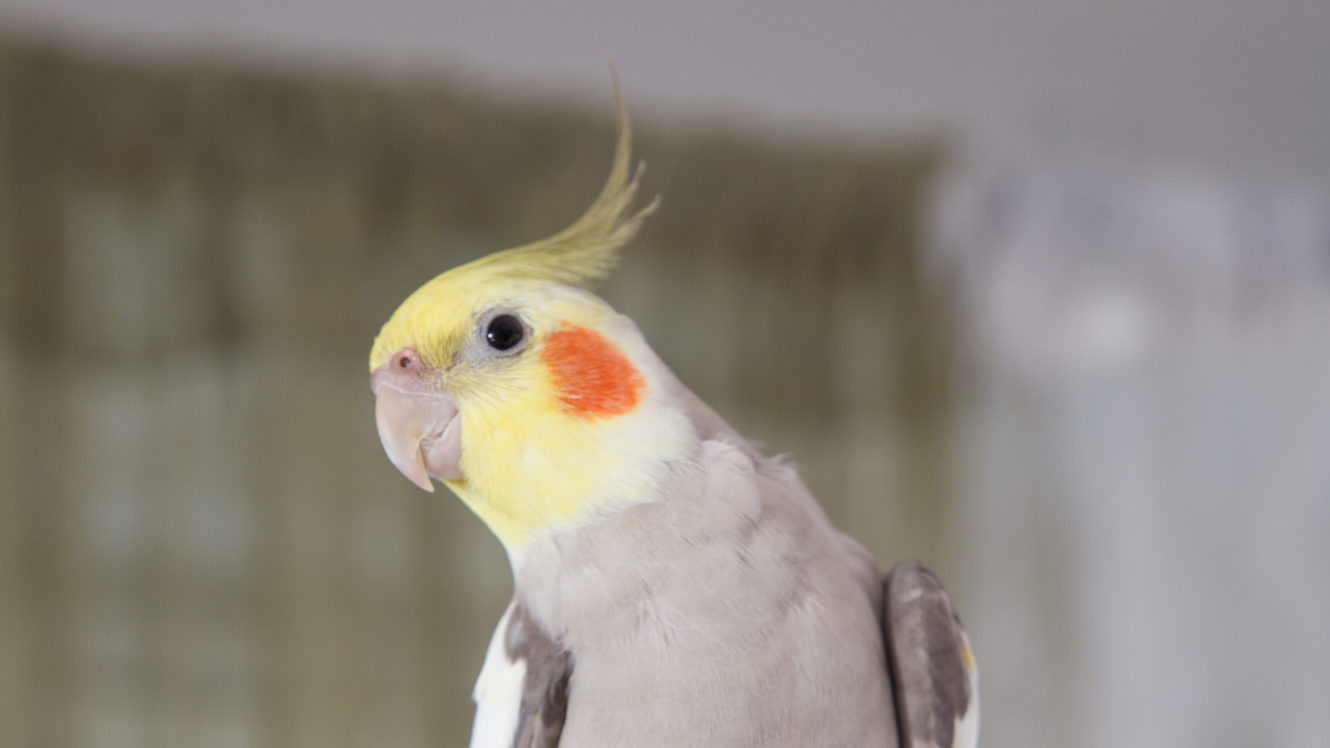 Top 10 Pet Cockatiel Vet Questions & Answers