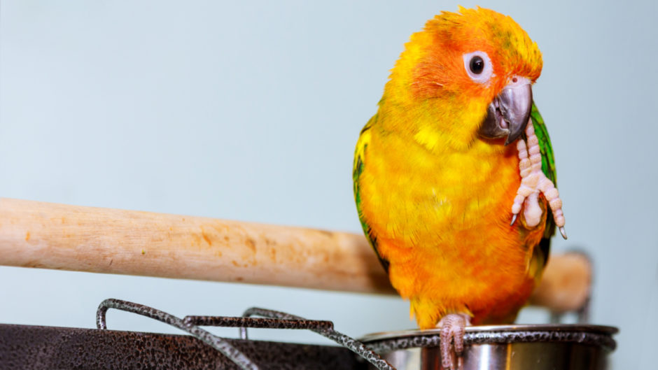 Can Birds Eat Tomatoes?