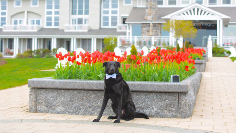 best dog friendly vacations