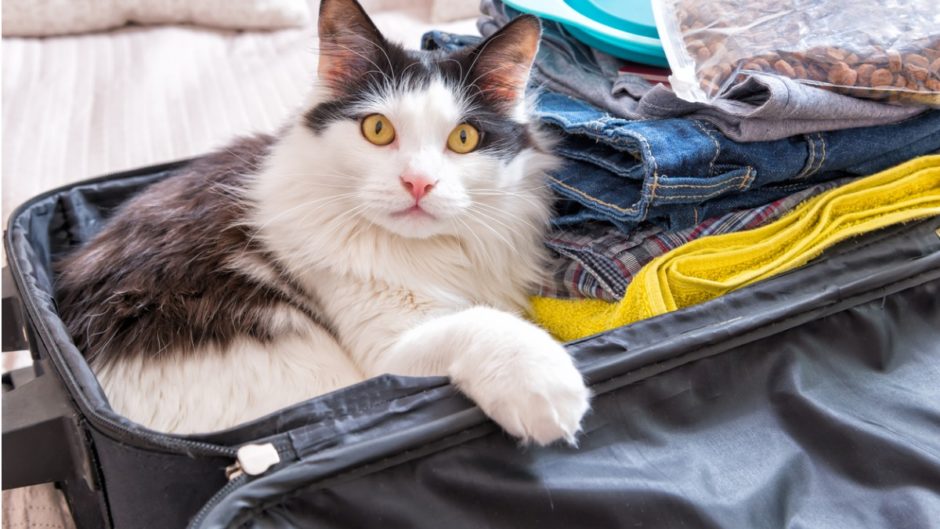 must have dog travel accessories