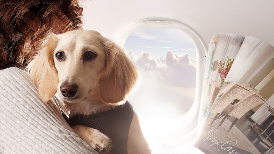 pet friendly airlines