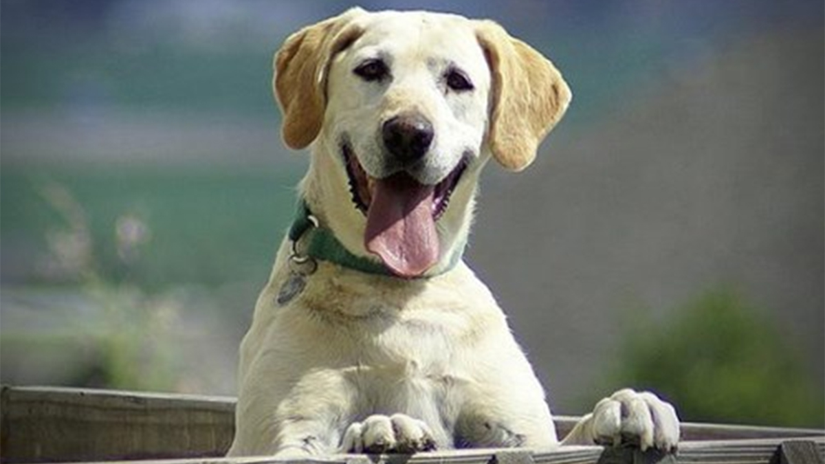 There is a dog in the. There is a dog in the. Собака лает мем. There is a dog in the. There is a dog in the.