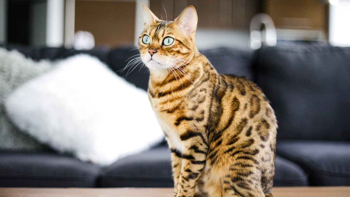 Cat Breeds Why We Love the Bengal Cat