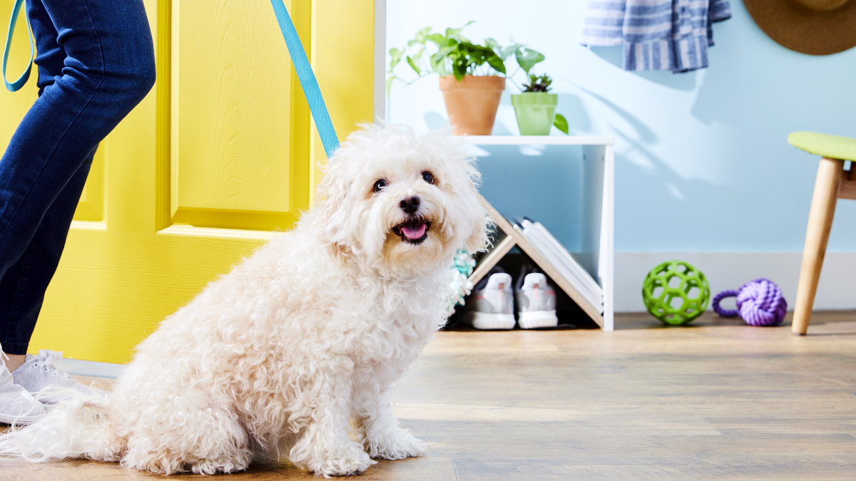 10 Tips for FirstTime Dog Owners