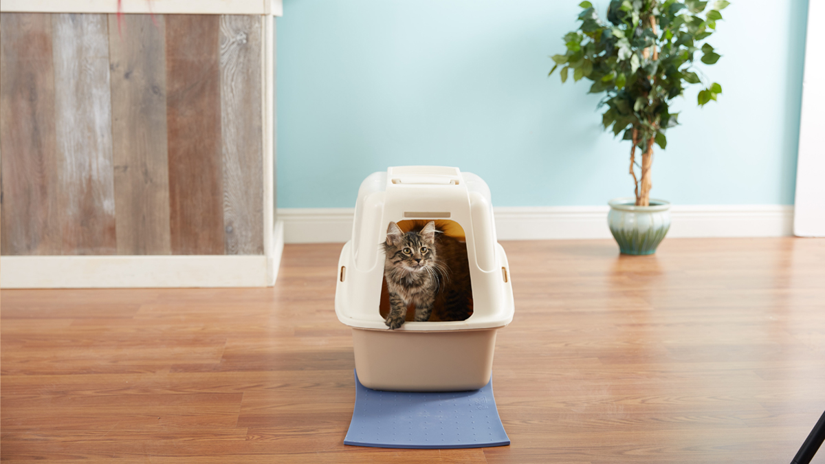Pet Health Tips for Buying the Right Litter Box