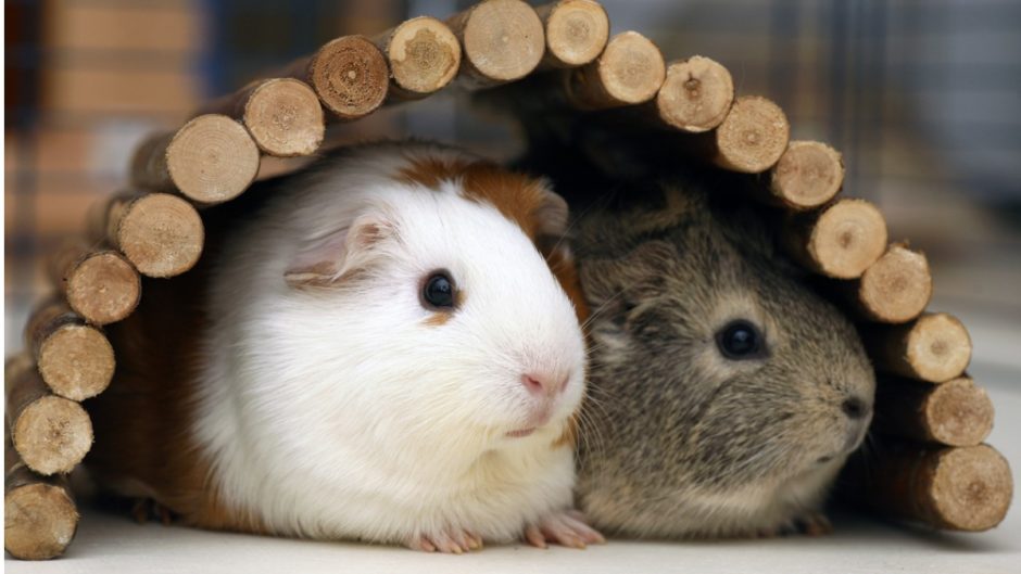 Best Companion For A Pet Guinea Pig