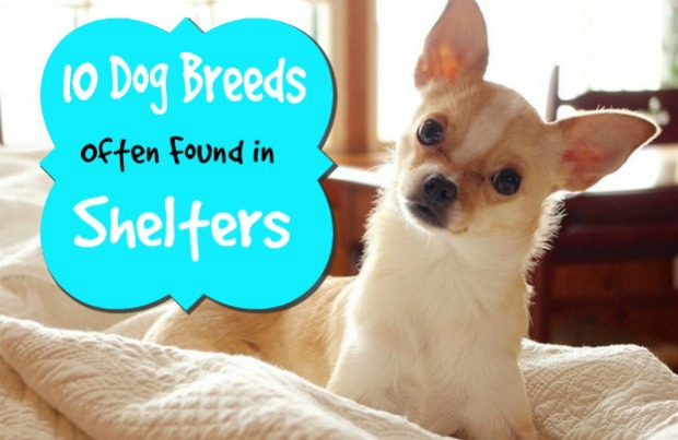 Most Common Dog Breeds In Shelters 2025