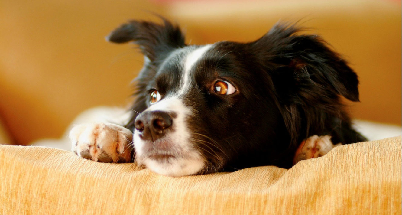 Stressed Dog? 5 Ways to Provide Stress Relief