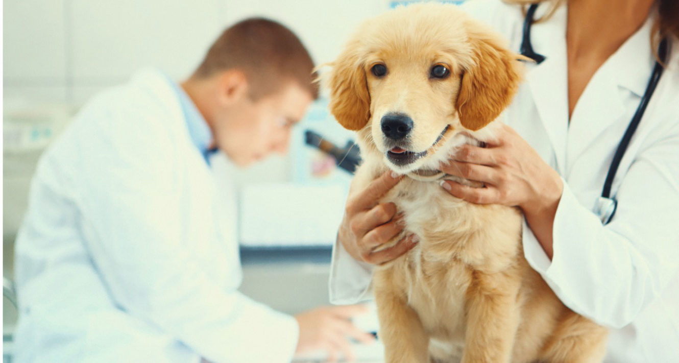 Bordetella Vaccine for Dogs What You Need to Know About Kennel Cough