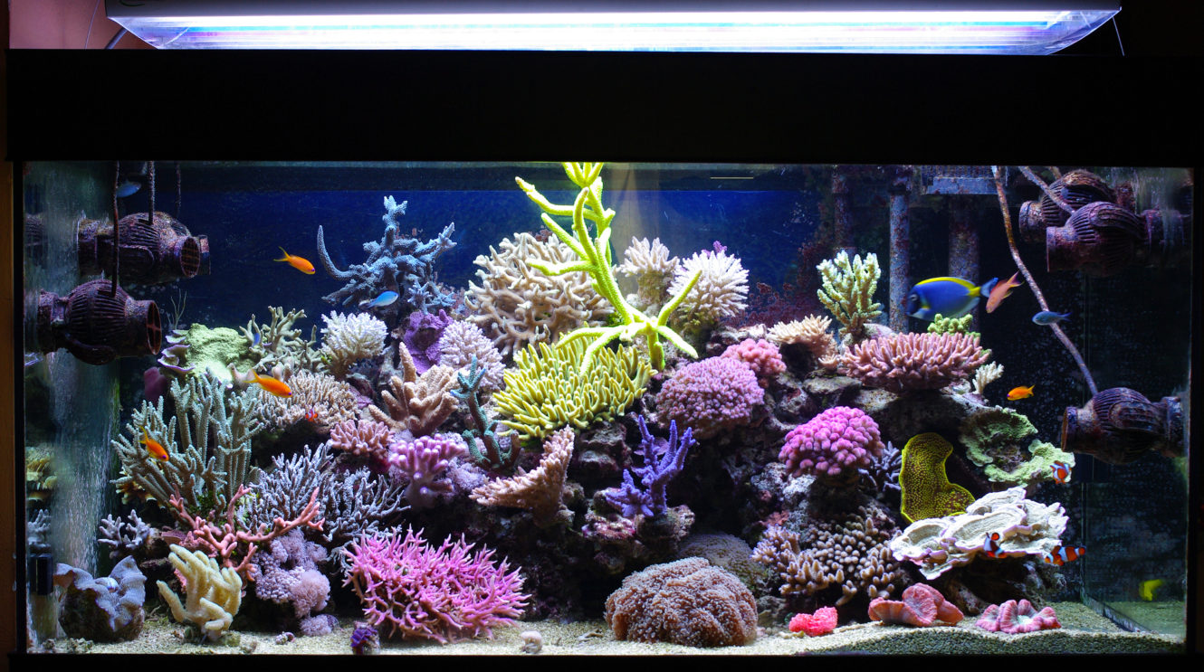 5 Great Bottom Dwelling Freshwater Aquarium Fish