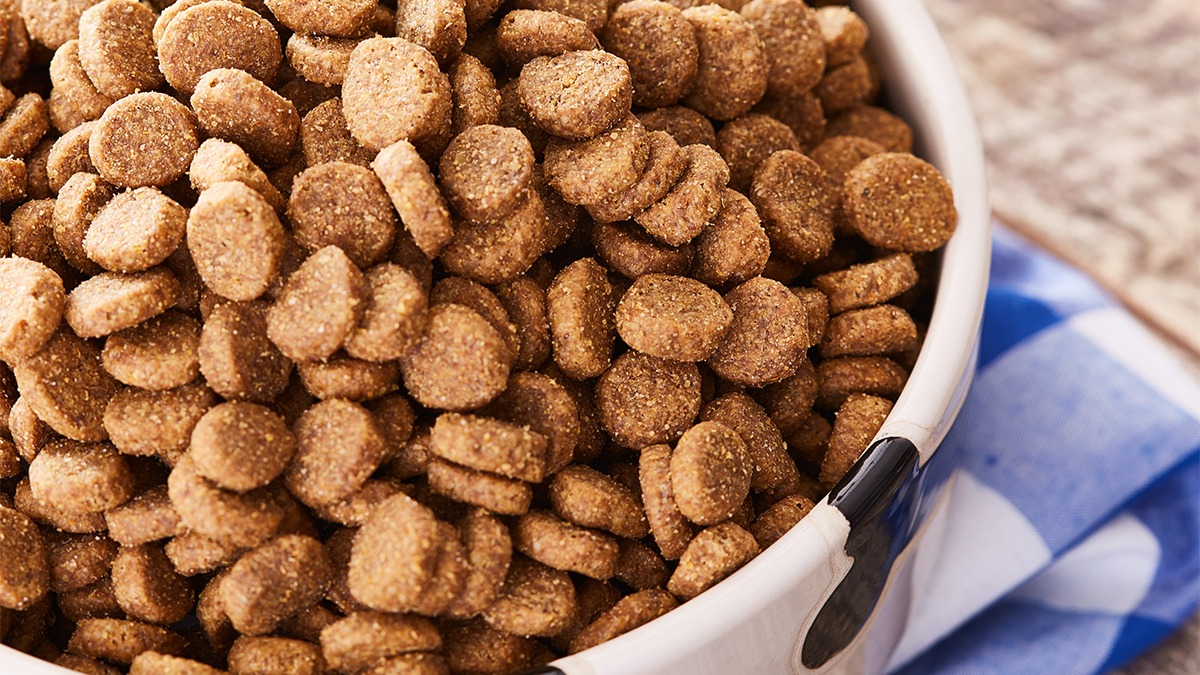 Choosing the Right Food Bowl for Your Pet