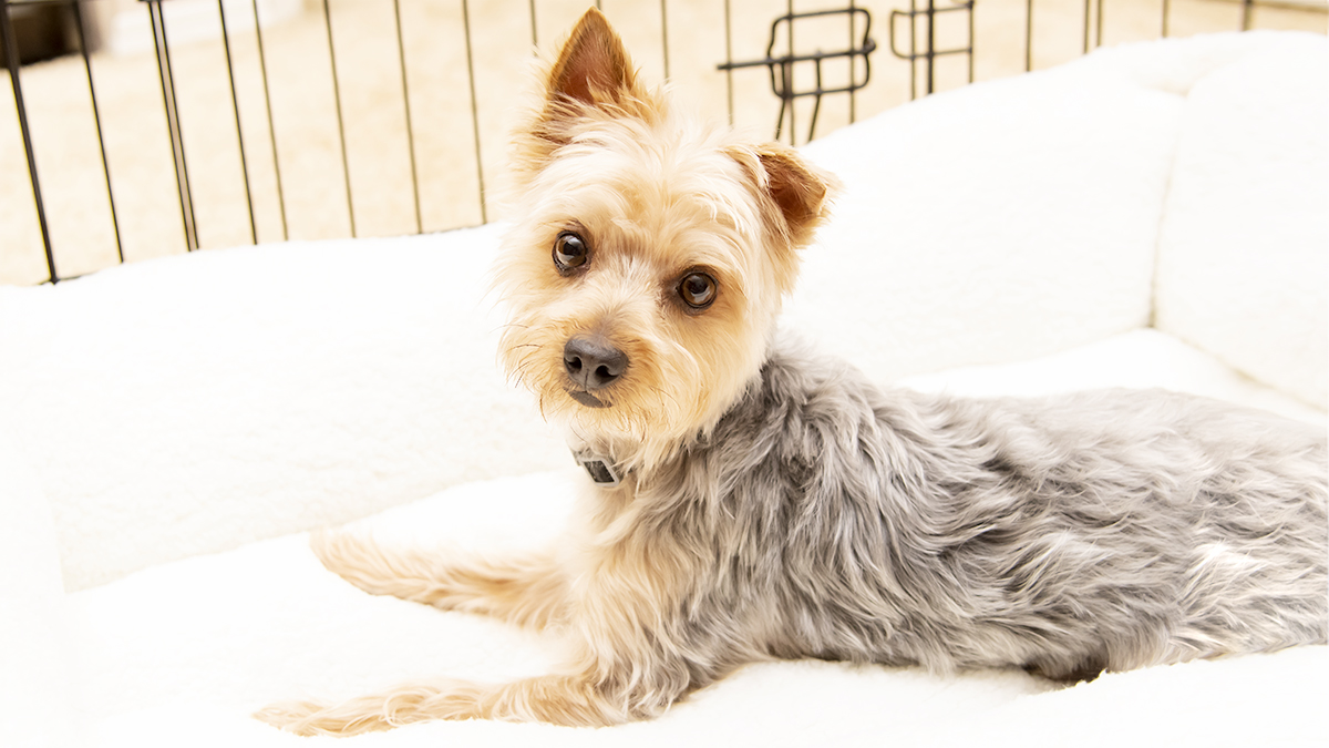 how to get a dog use to a crate