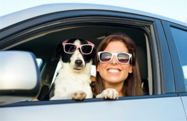 jack russell dogs for sale near me