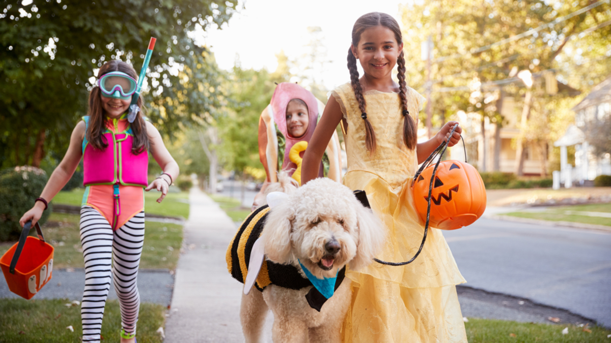 medium sized mixed dog breeds