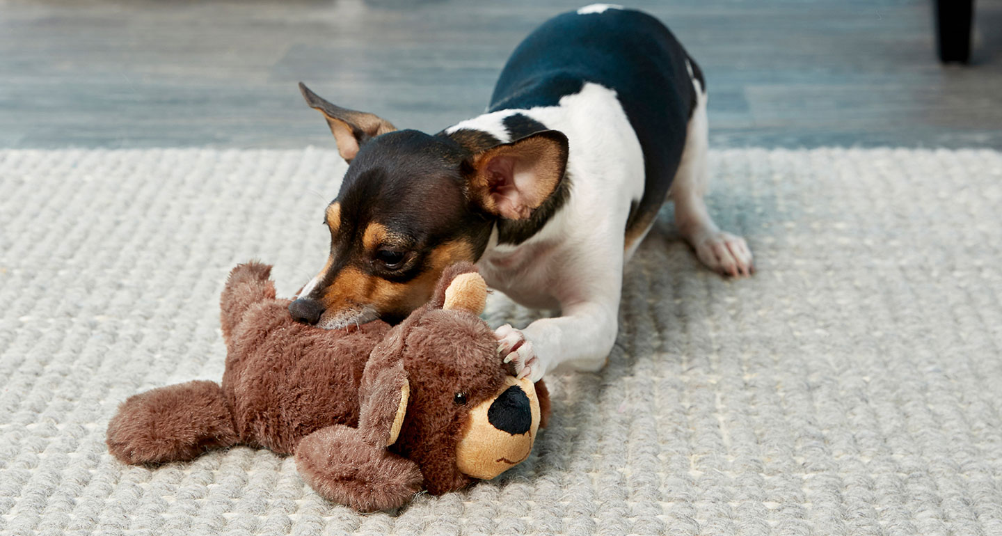 bear steals chewy box