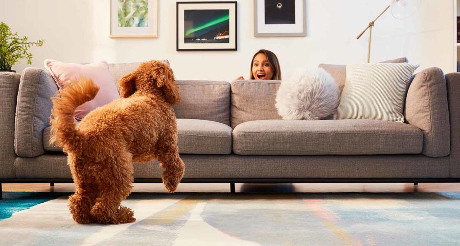 1 minute in dog years